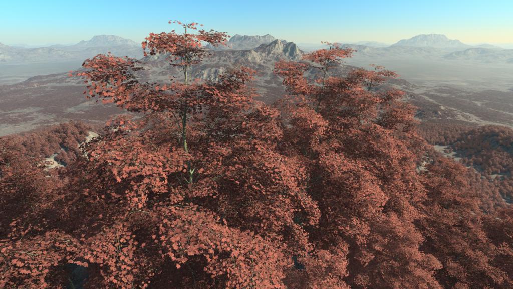 Maple Trees
