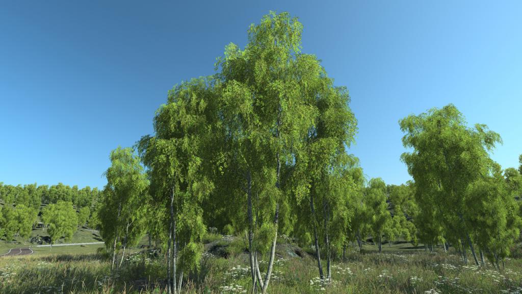 Birch Trees