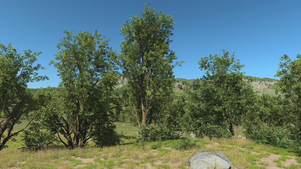 Black Alder Trees