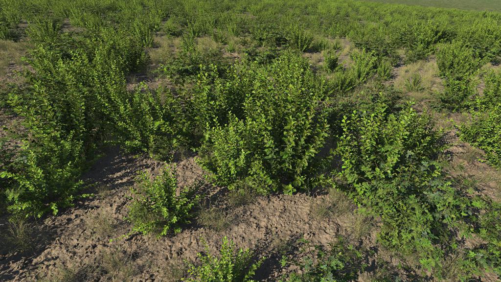 Crab Apple Roadside Bushes