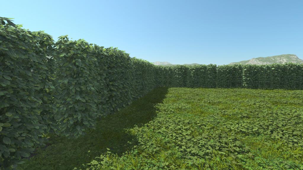 Hedges