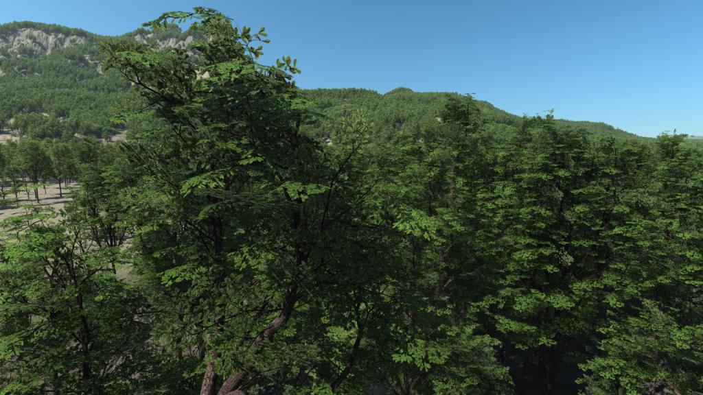 Oak Trees