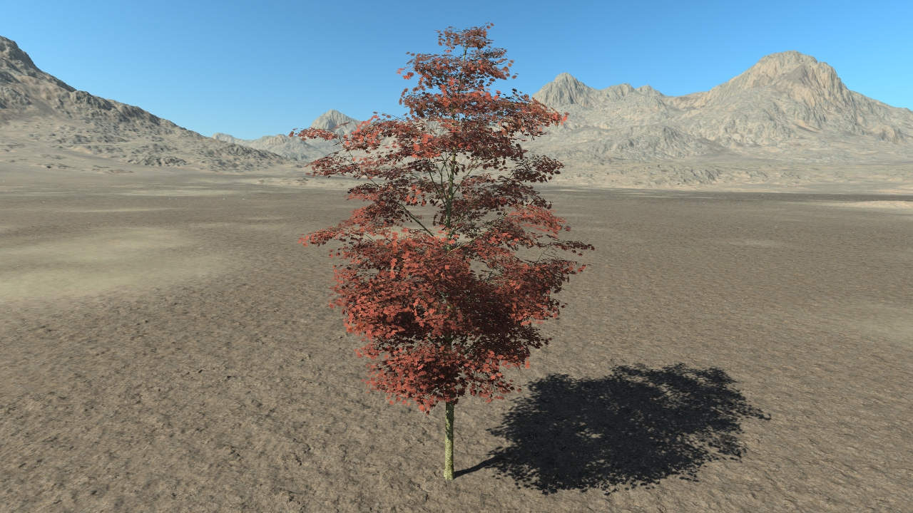 Summer Red Maple Trees_1