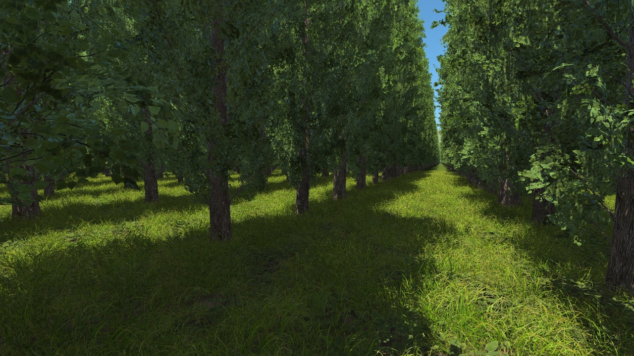 Poplar trees_1