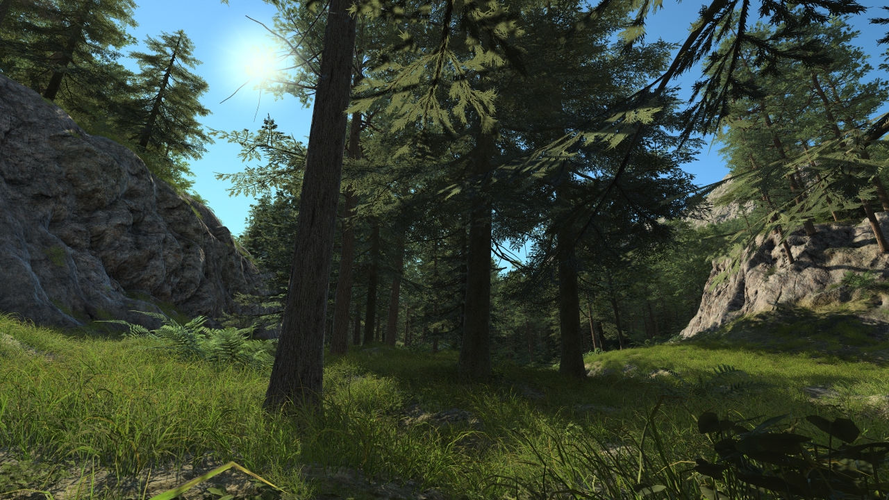 Pine forest_3