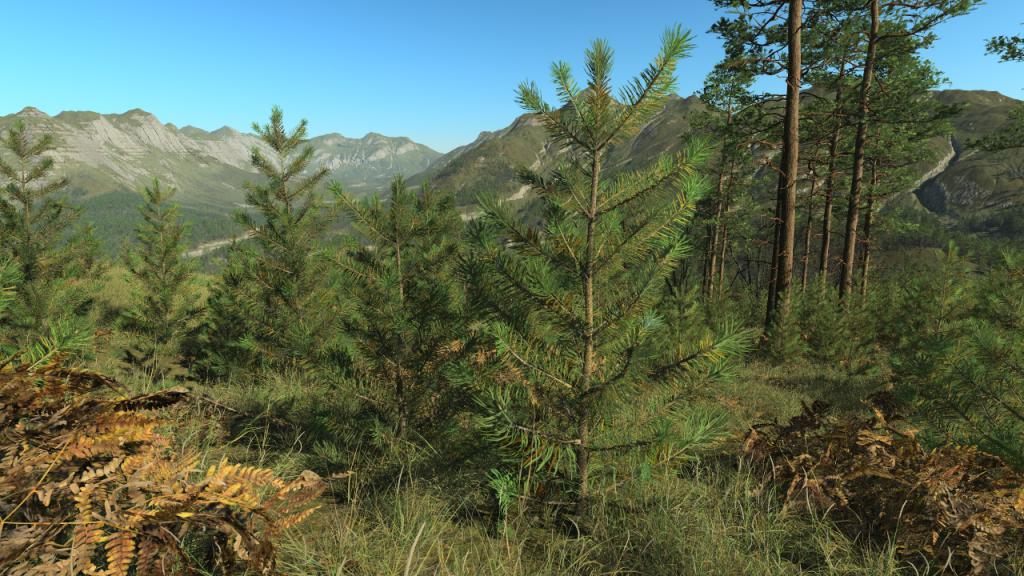All seasons pine saplings