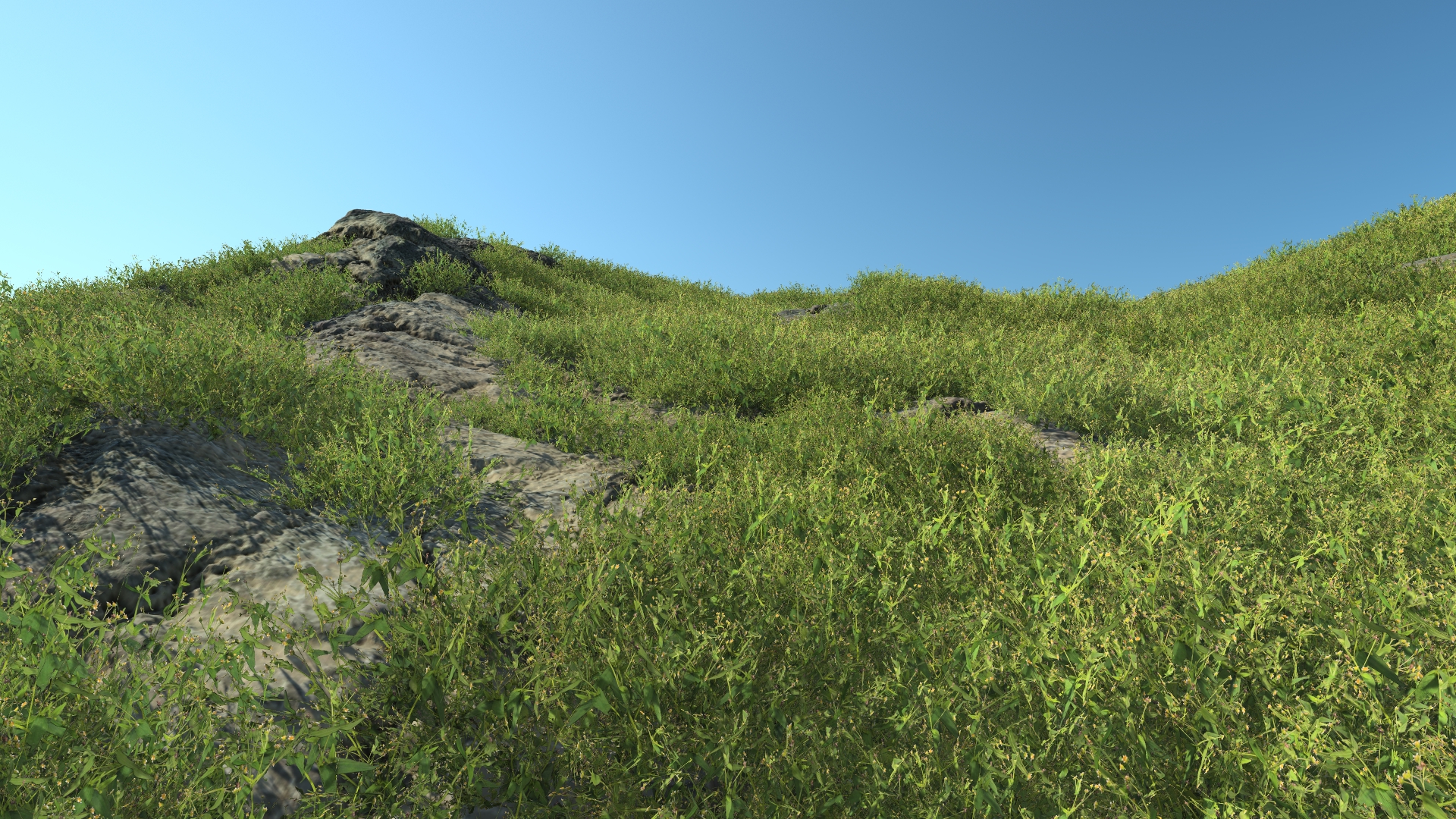 Summertime galinsoga_0