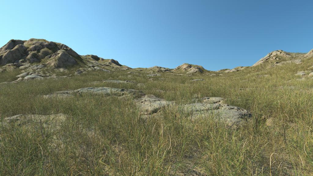 Summertime long grass