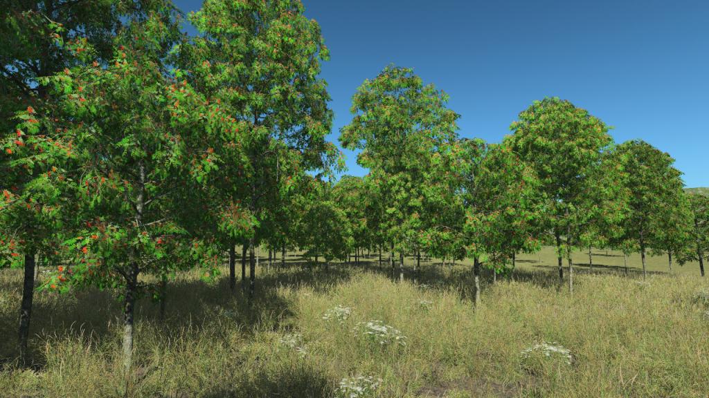 Summertime rowan trees