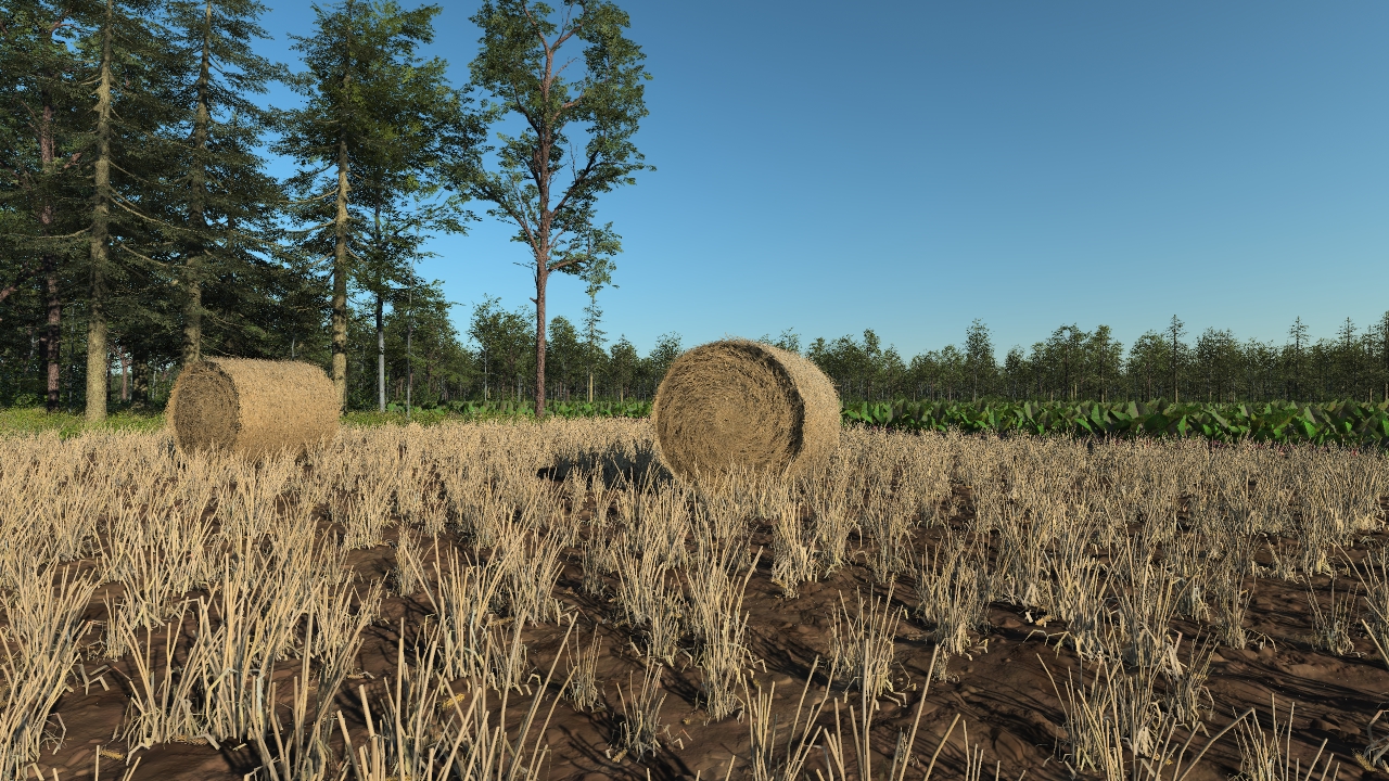 Harvested wheat straw_1