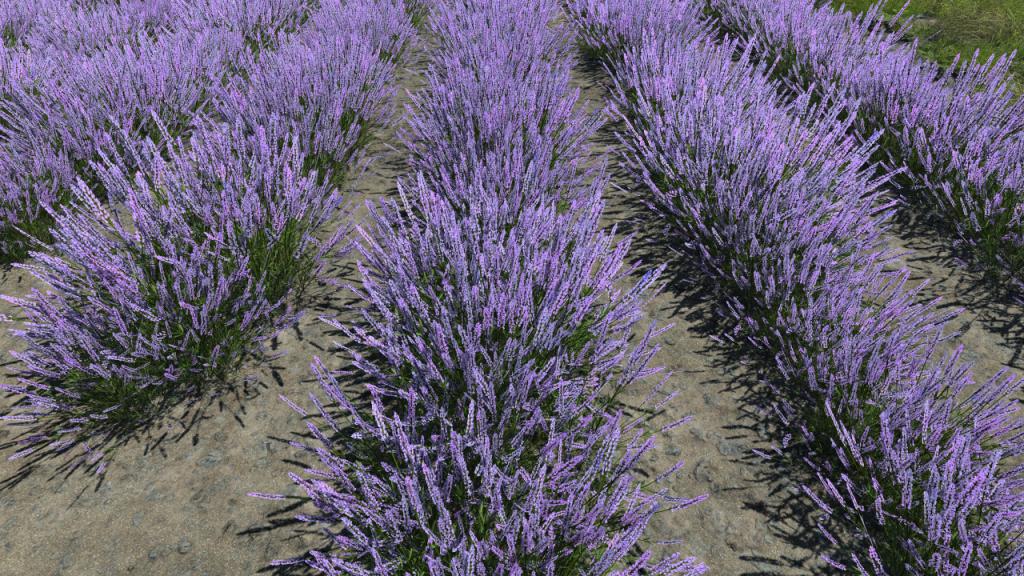 Summertime lavander
