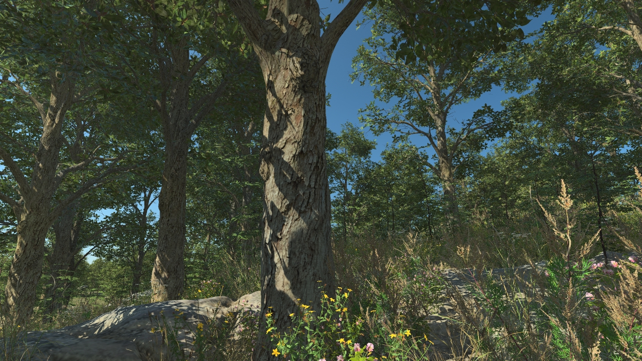 Holm Oaks_3