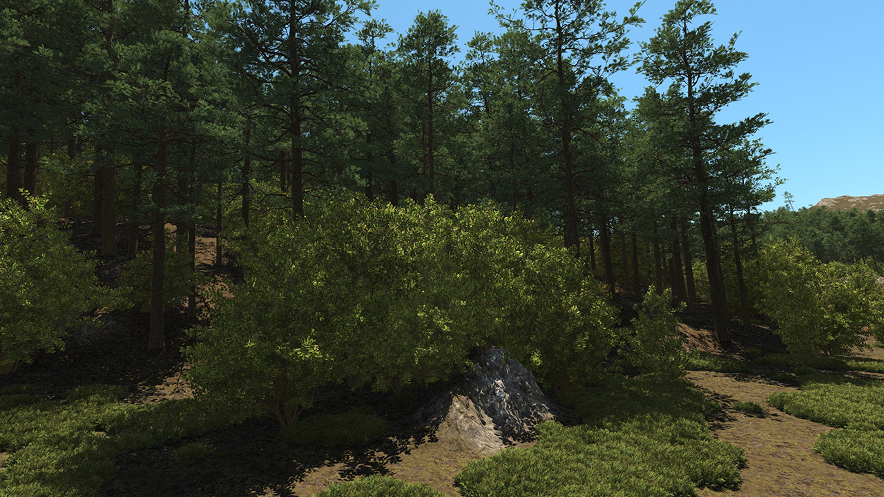 Elaeagnus_2