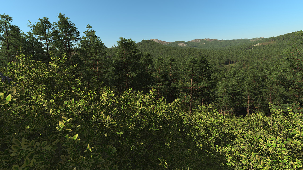 Elaeagnus_3