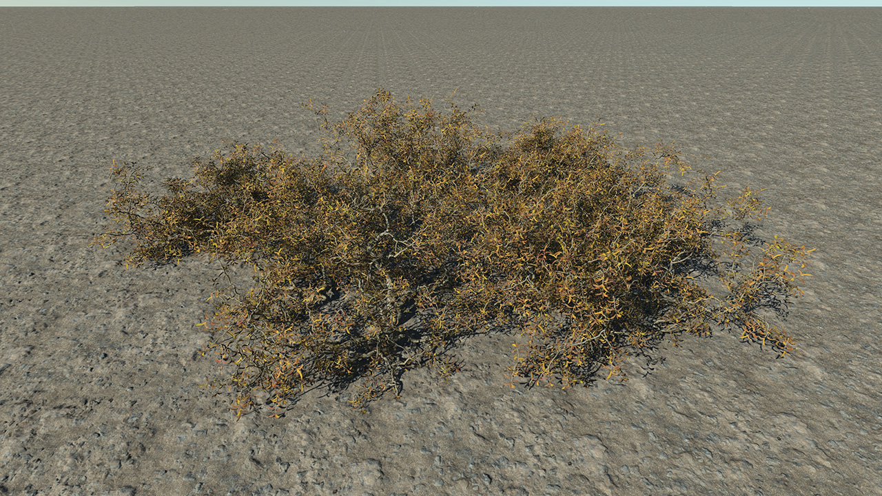Dry Bushes_4