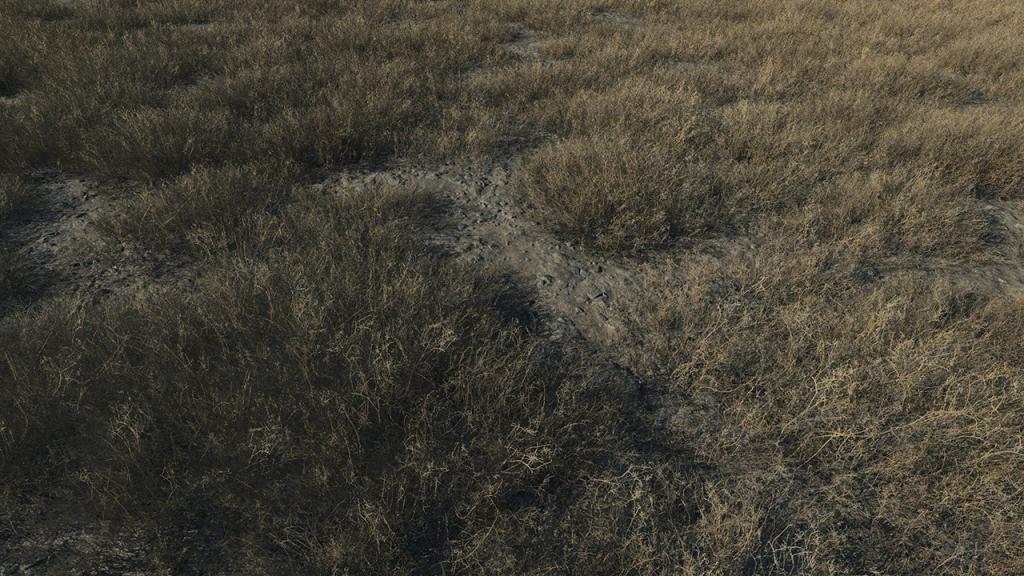 Dead Grass Patches