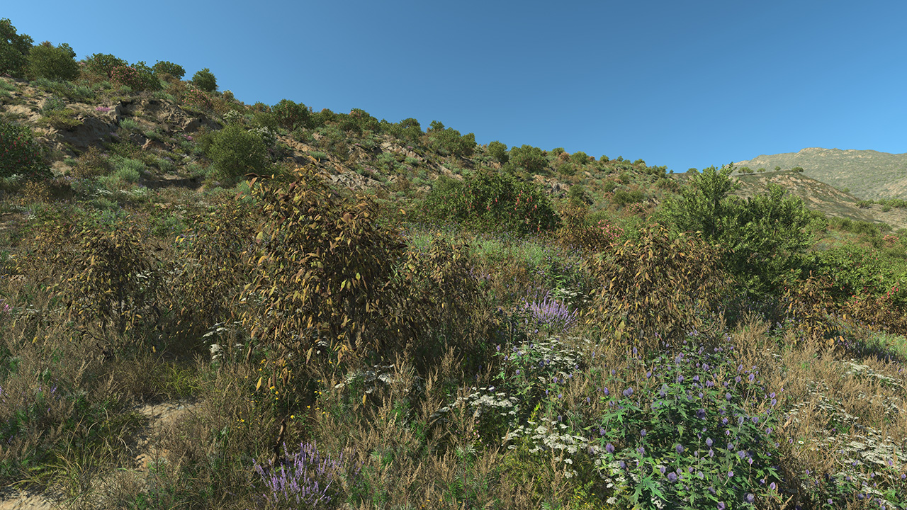 Bay Laurel Dry Bushes_1