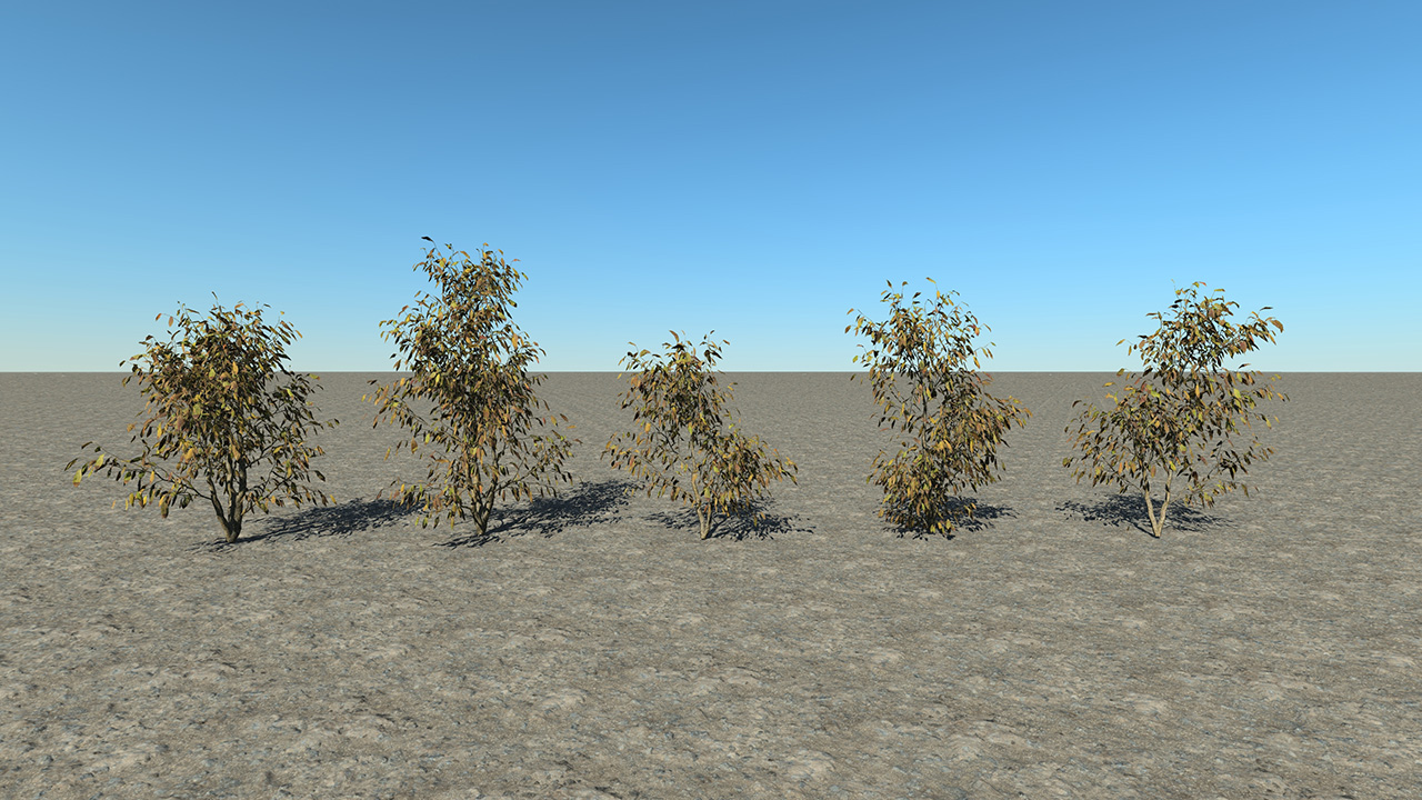 Bay Laurel Dry Bushes_3