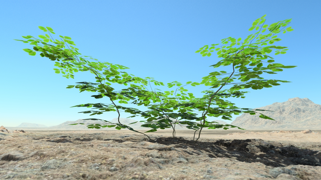 Summer beech bushes_3