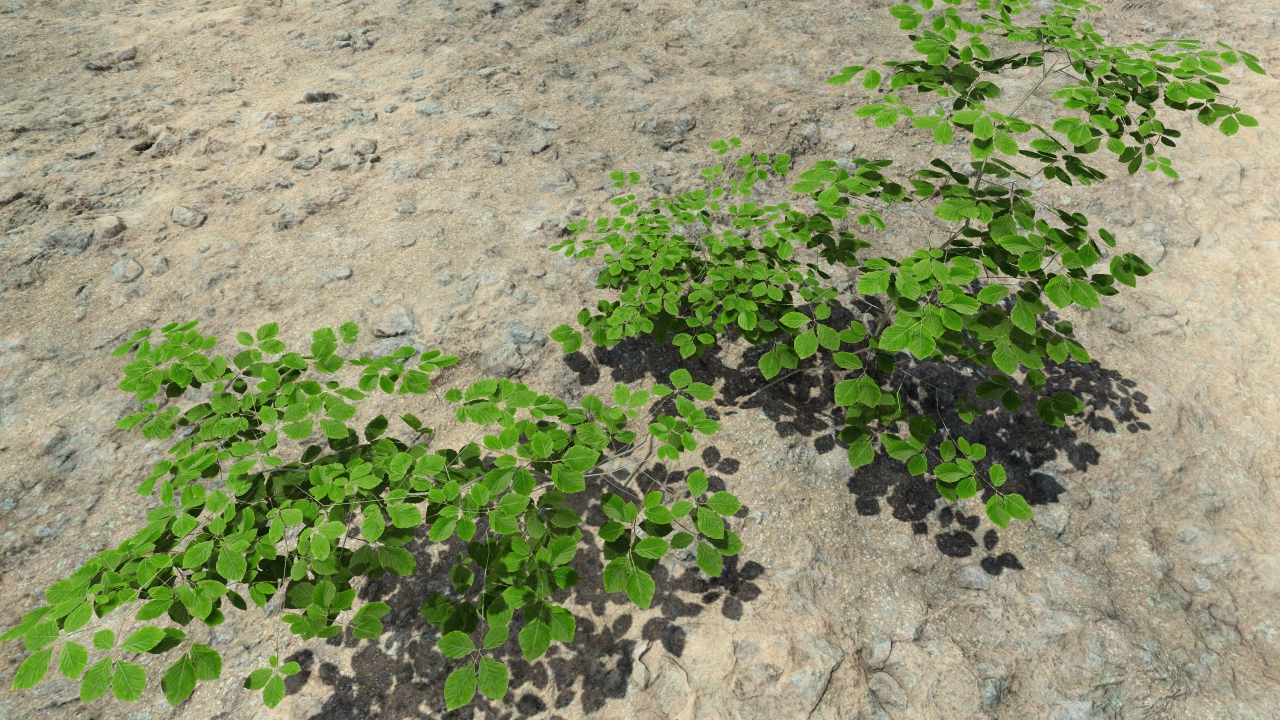 Summer beech bushes_4