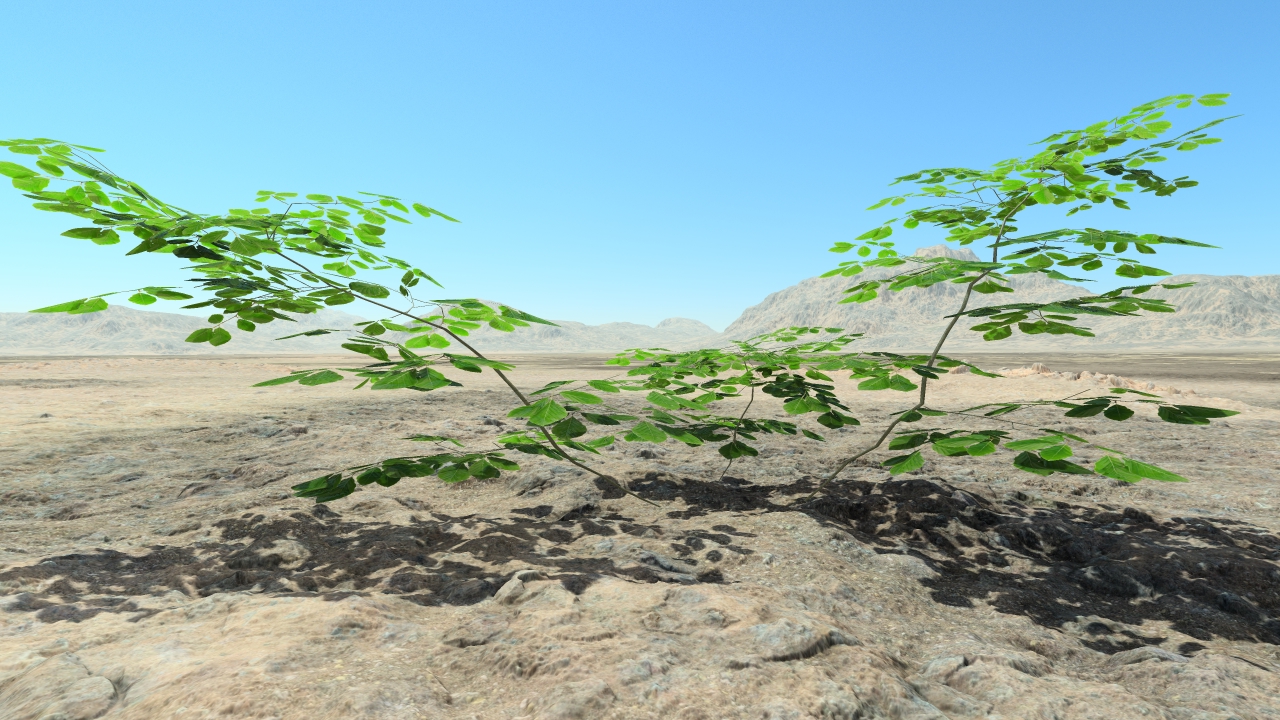 Summer beech bushes_5