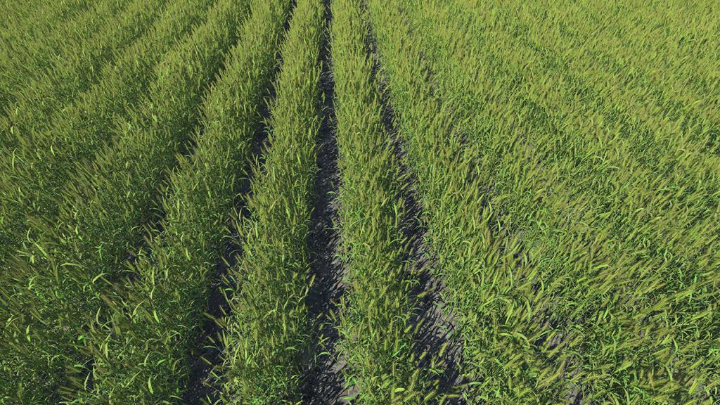 Mature Green Wheat Fields