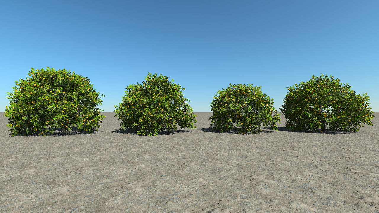 Orange Trees_3