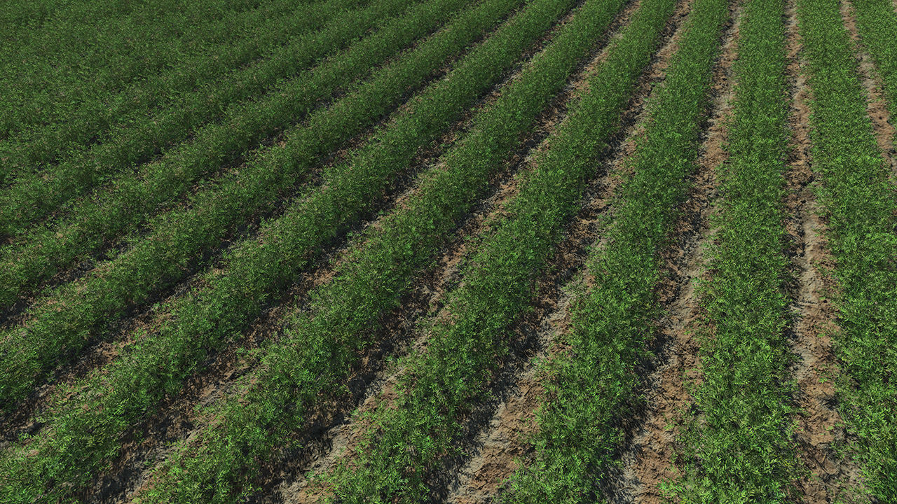 Lentils fields_1