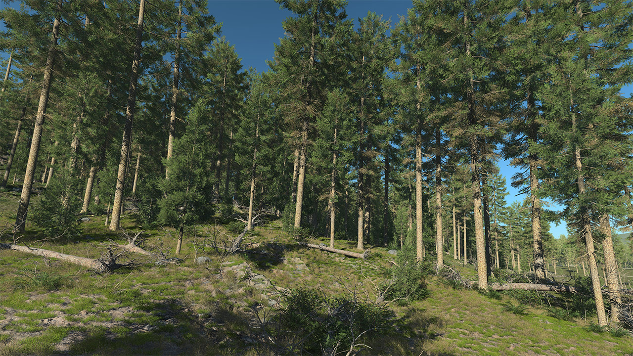 Douglas Fir Trees_1