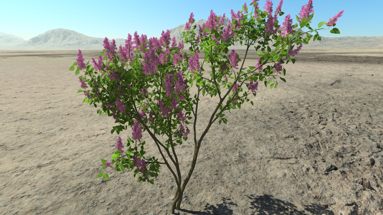 Purple spring lilacs_0