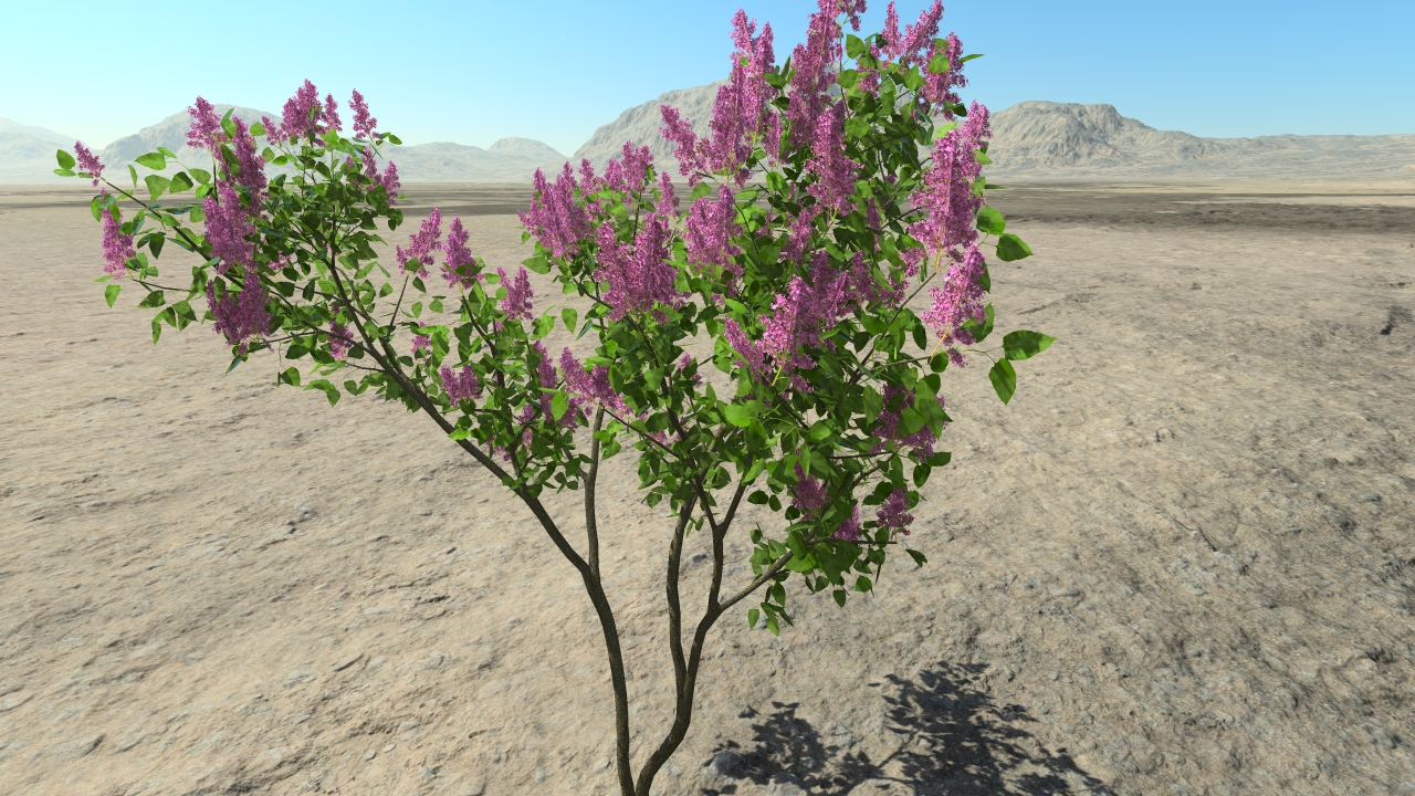 Purple spring lilacs_2