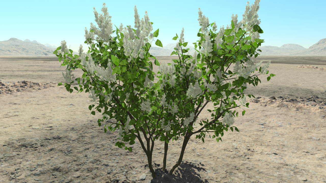 White spring lilacs_1