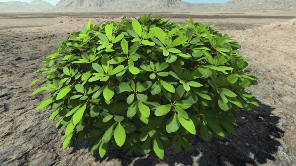 Ornamental rhododendrons