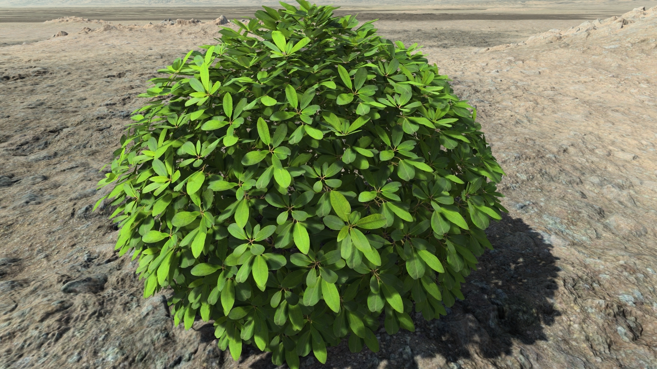 Ornamental rhododendrons_0