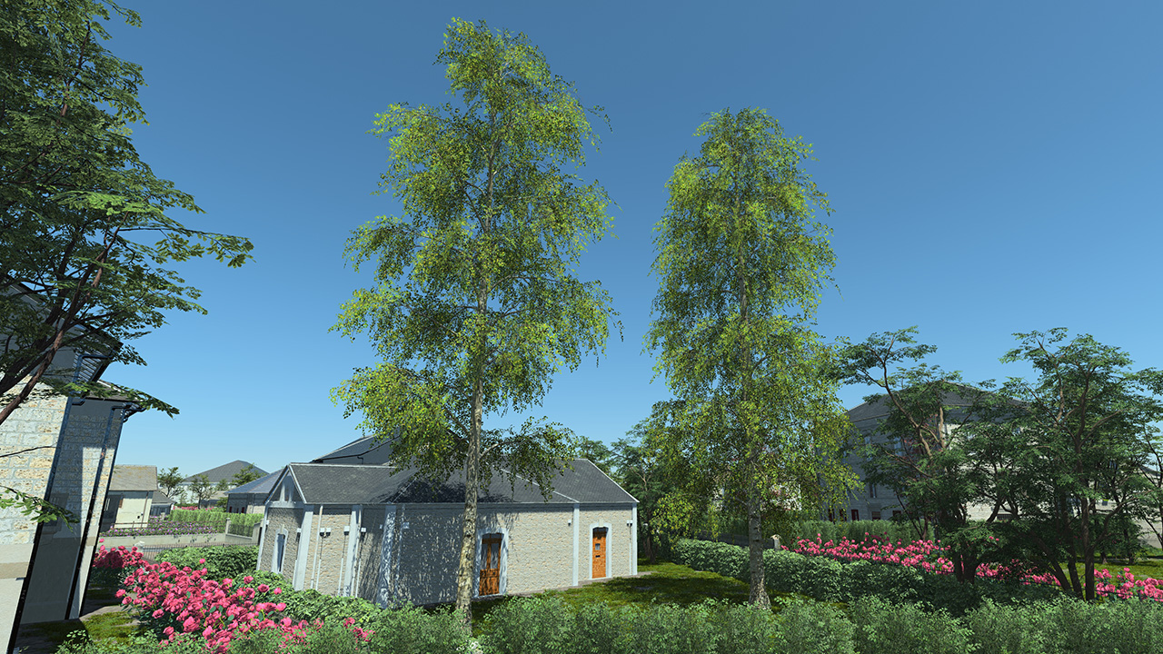 Hanging Birch Trees_1