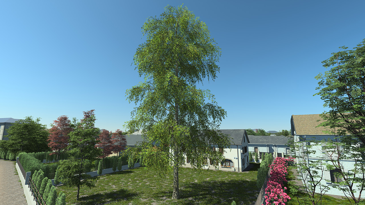 Hanging Birch Trees_3