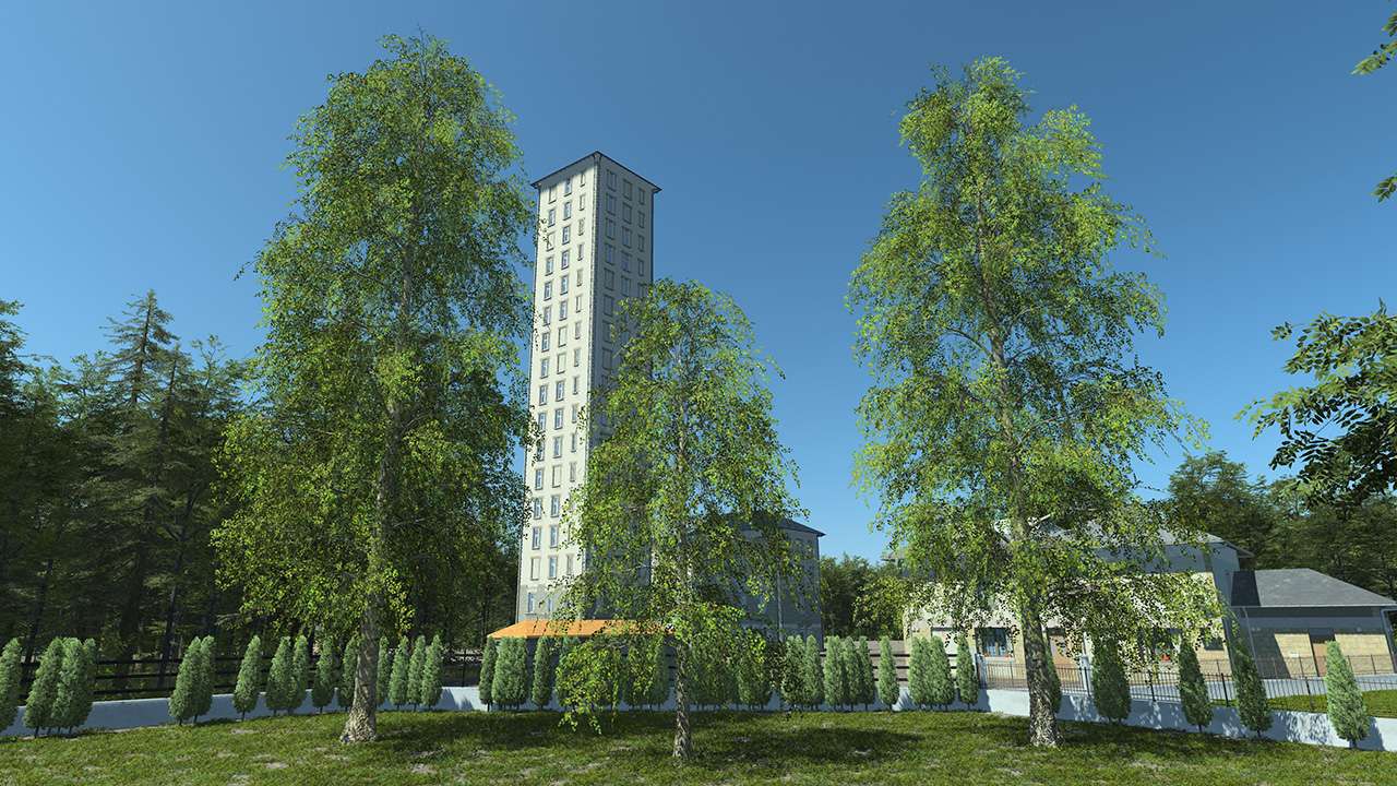 Hanging Birch Trees_4