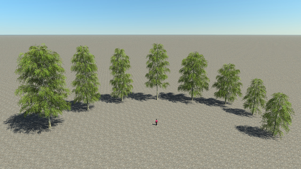 Hanging Birch Trees_5