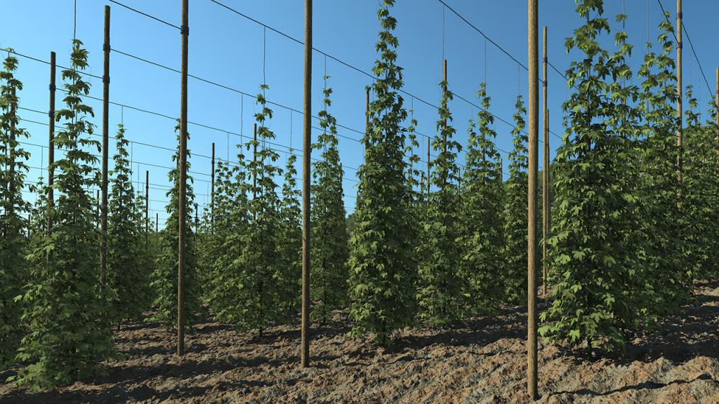Hops Fields