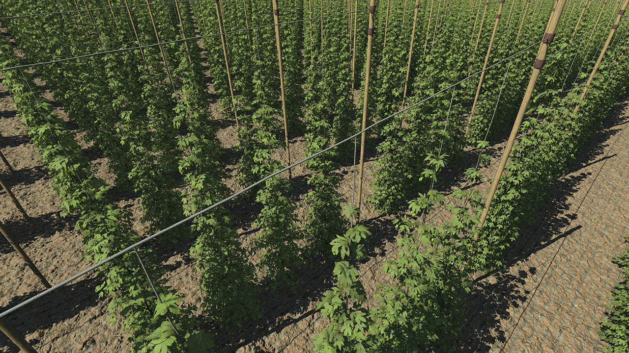 Hops Fields_1