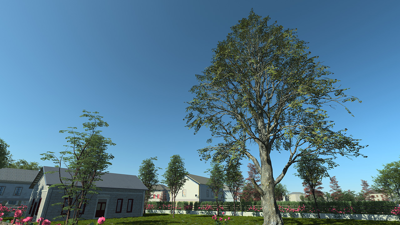 Black Poplar Trees_2