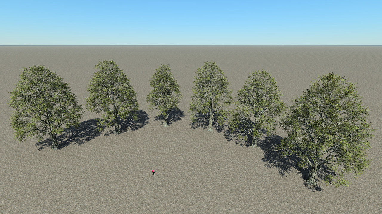 Black Poplar Trees_3