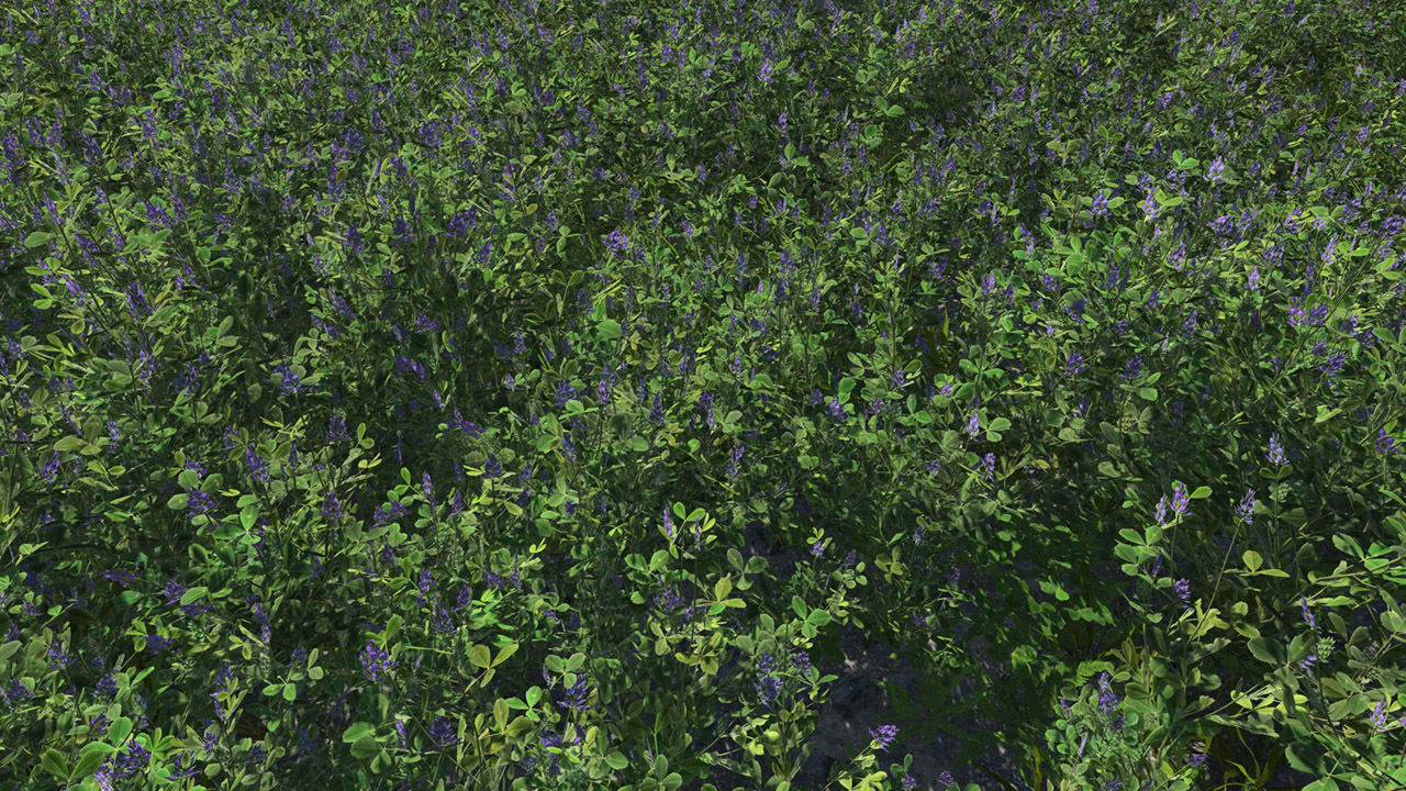 Alfalfa Summer_0