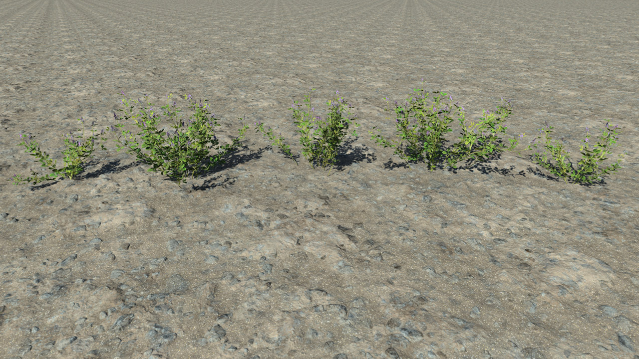 Alfalfa Summer_1