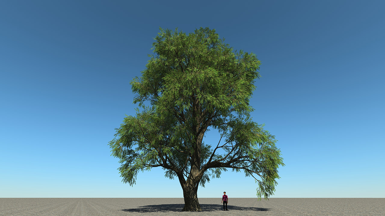 Salix Alba Trees (White willow)_3