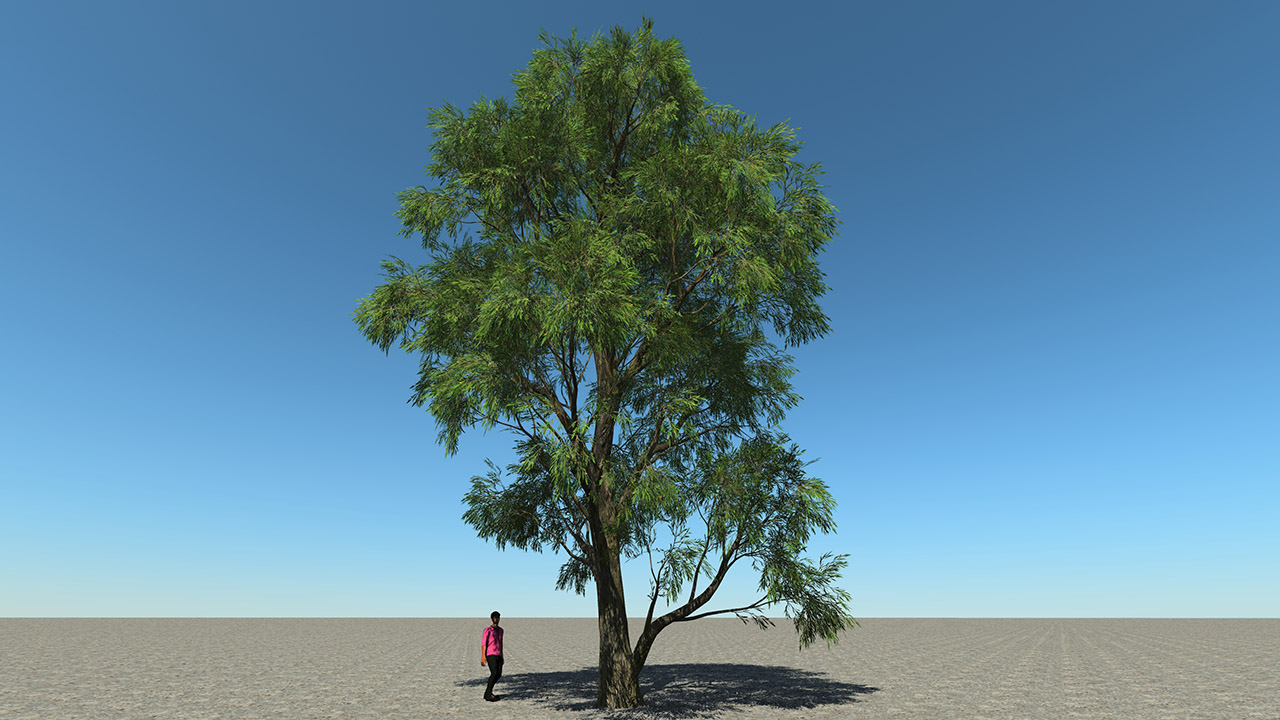 Salix Alba Trees (White willow)_4