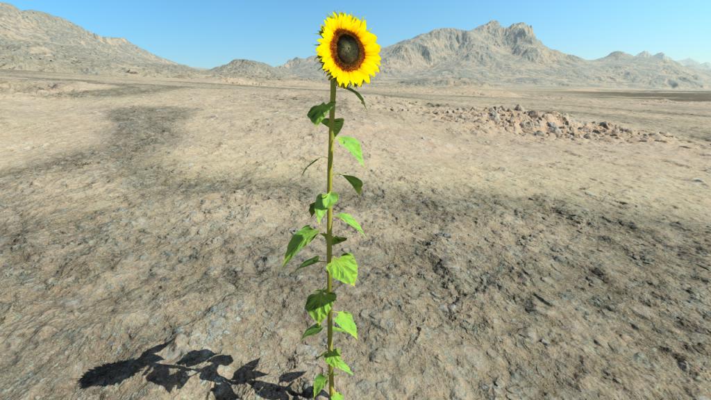 Summertime sunflowers