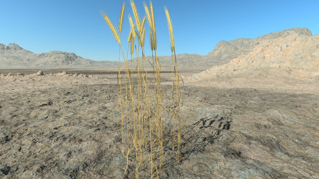 Wheat to harvest_0