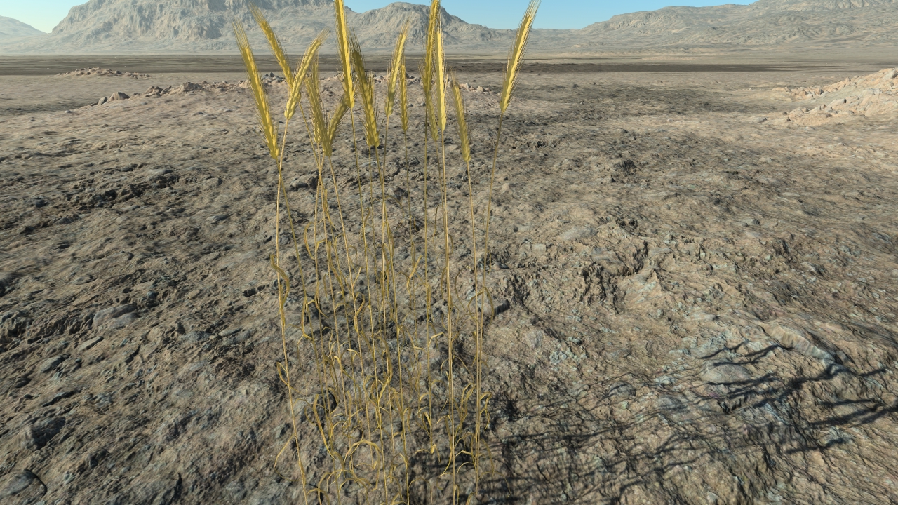 Wheat to harvest_1