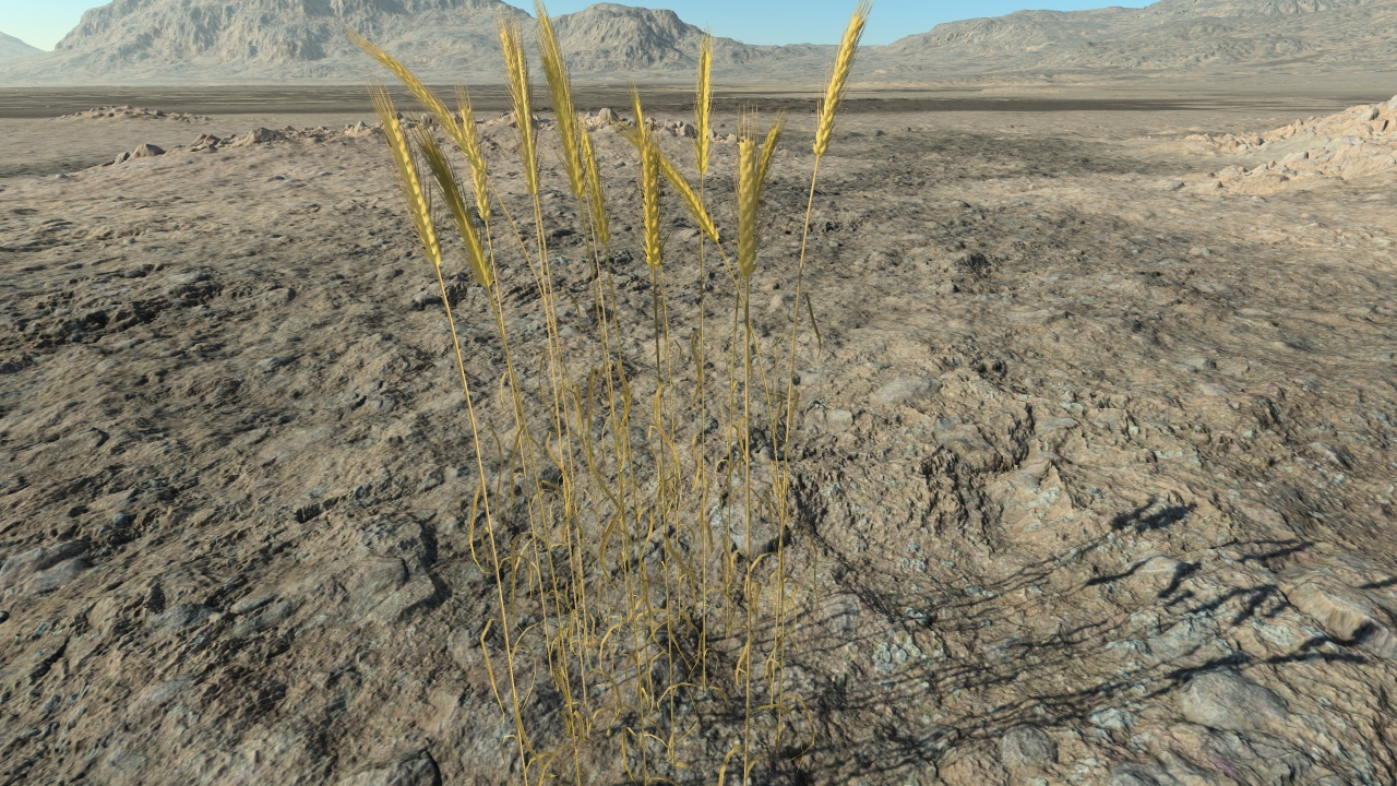 Wheat to harvest_2